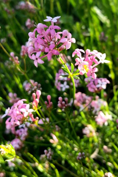 Aspérule hérissée